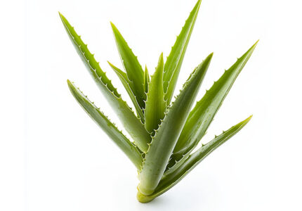 aloe